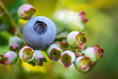 How to grow blueberries in a pot