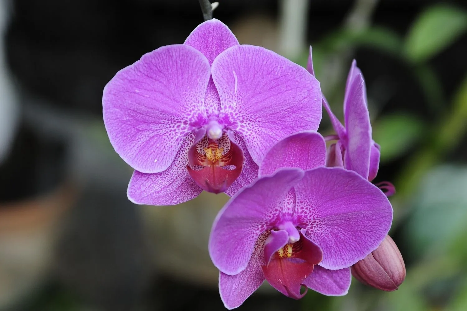 Purple orchid