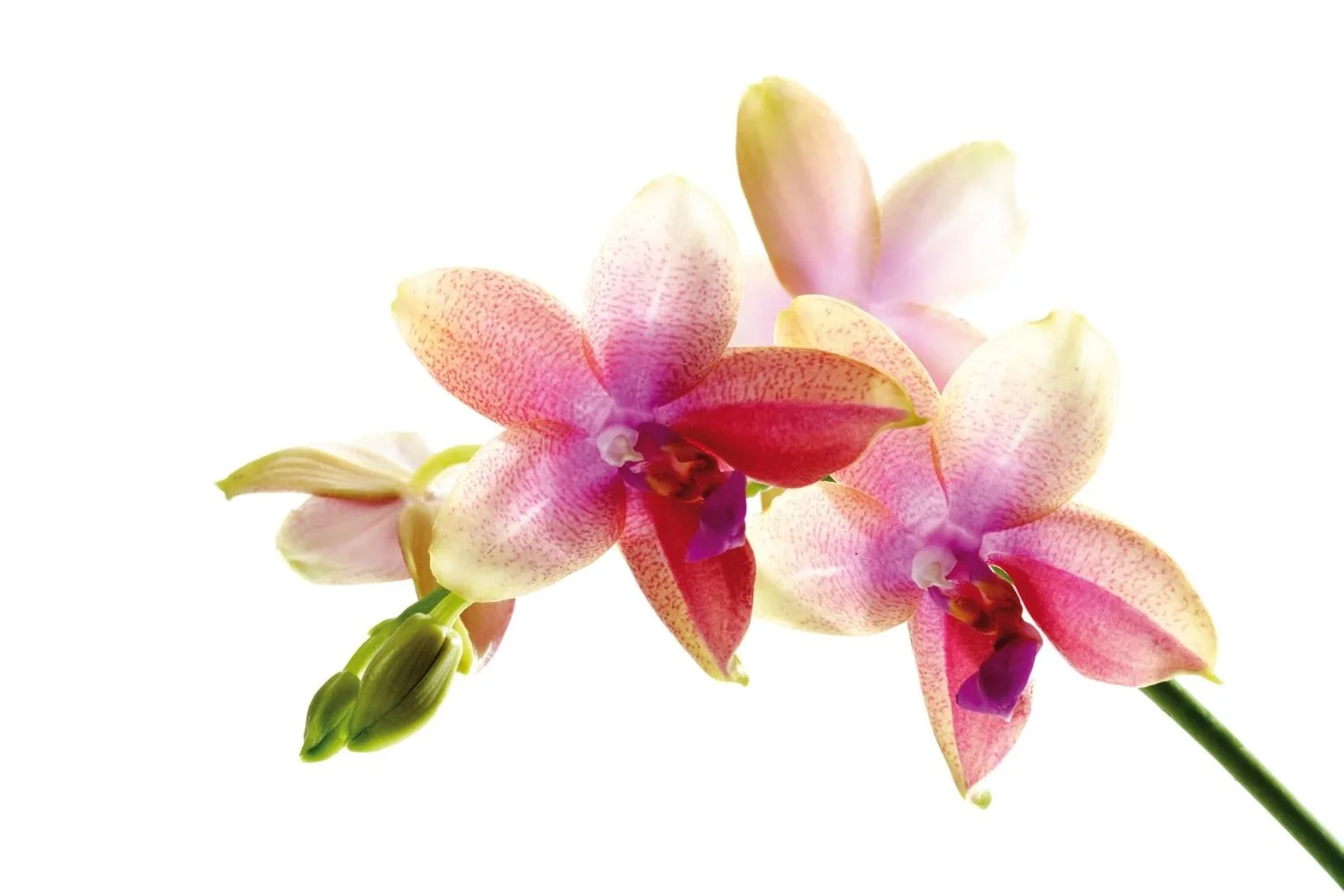 pink orchid with white background
