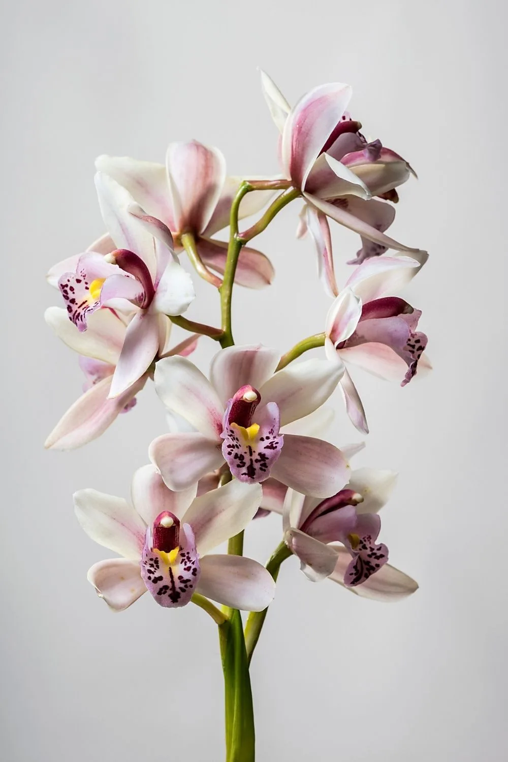 orchid