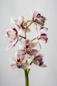 Orgidiee How to grow orchids indoors | Better Homes & Gardens Australia