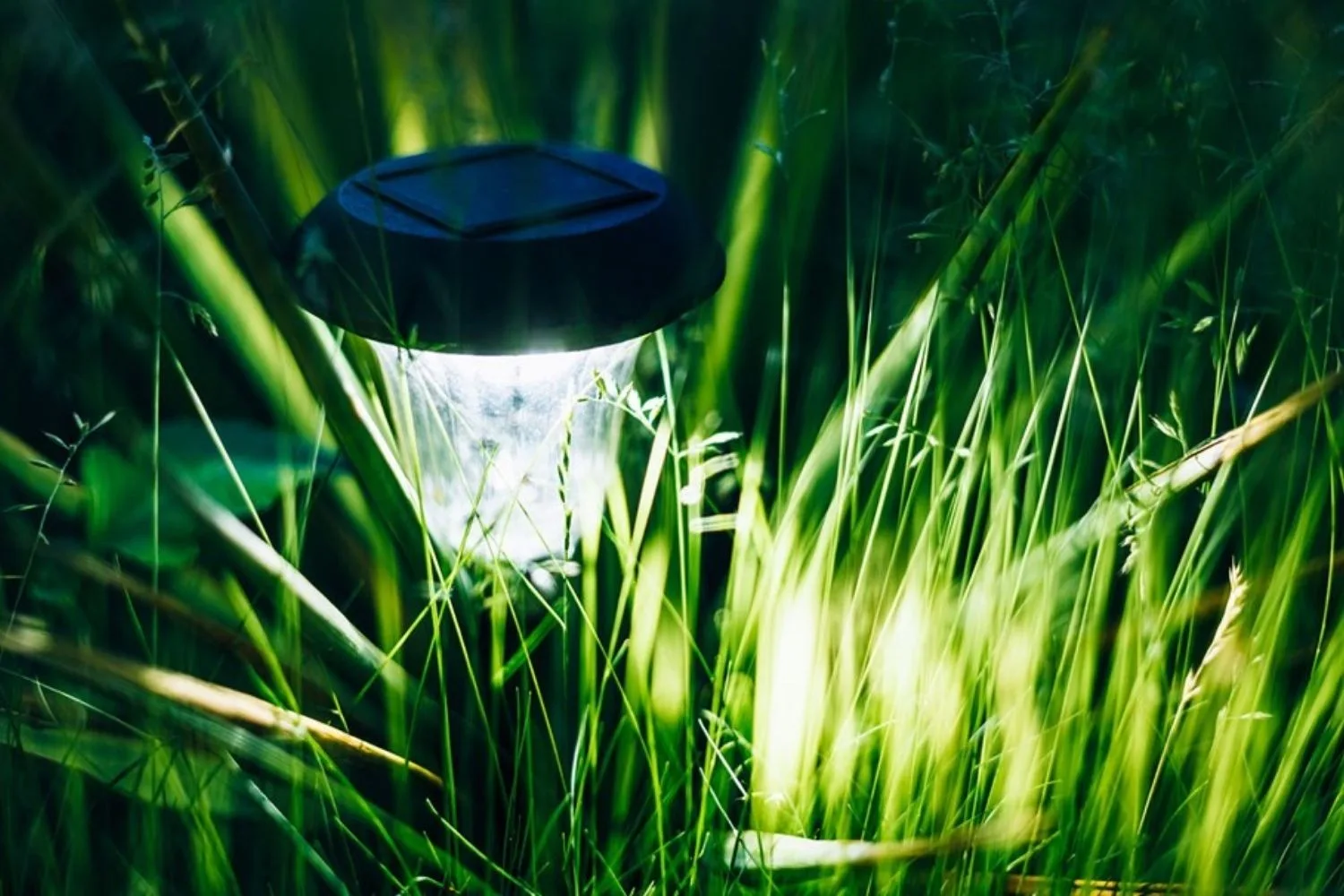 Solar light in gardens can be a natural possum deterrent.