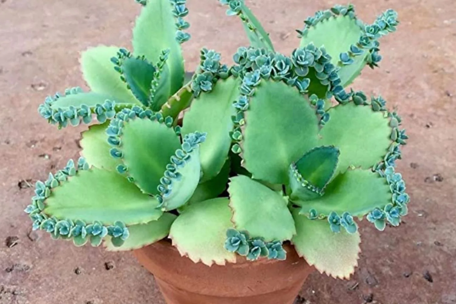 This is the mysterious succulent you need to avoid
