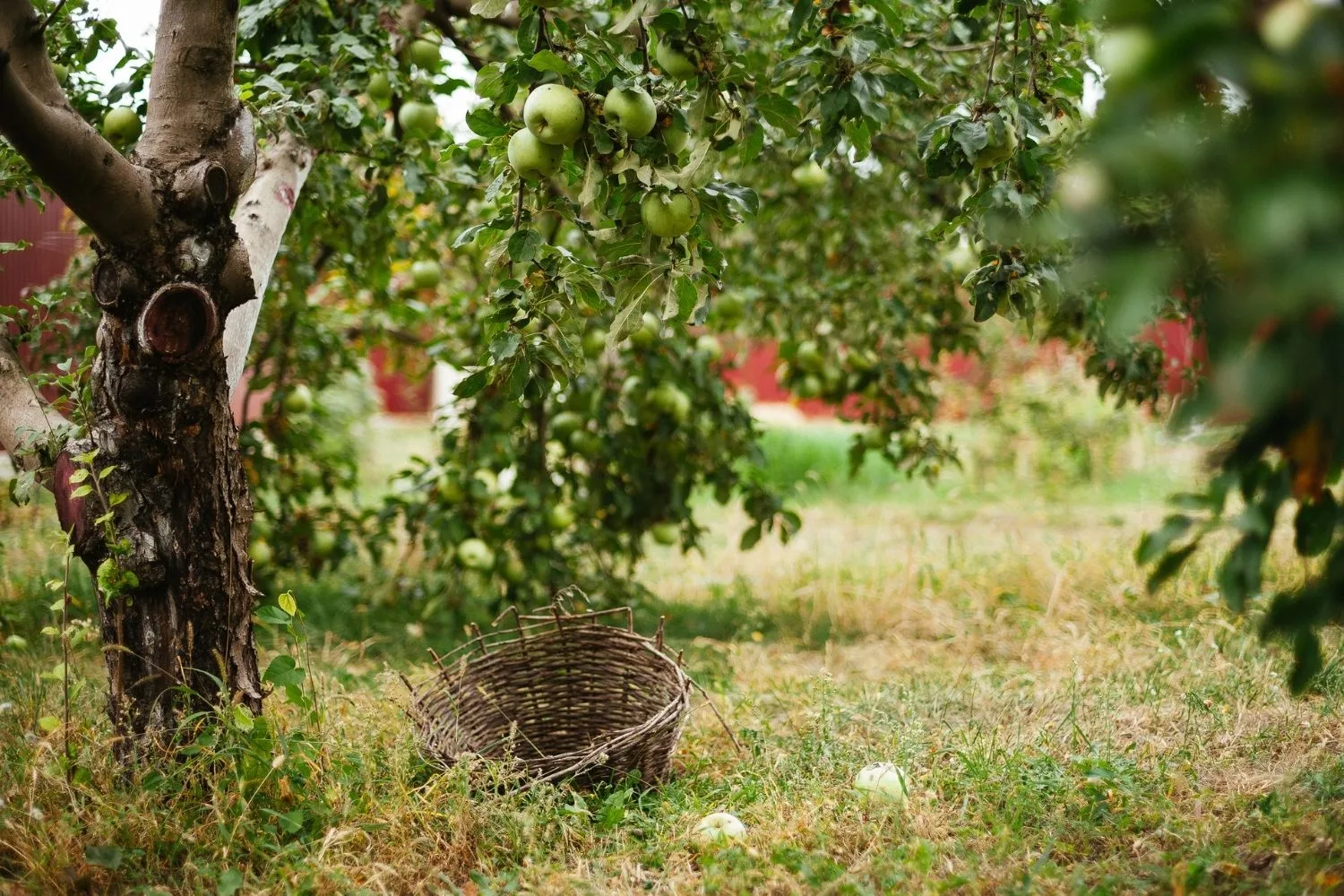 How to grow an apple tree