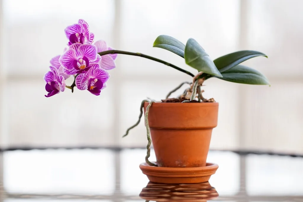 orchid in a pot