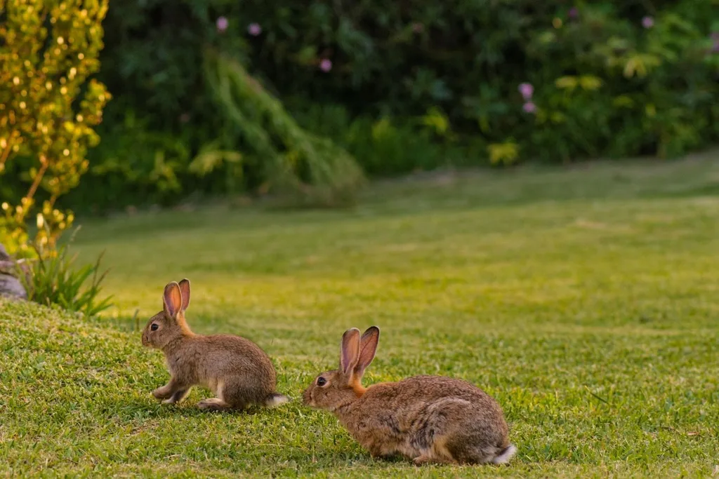 two rabbits in yard