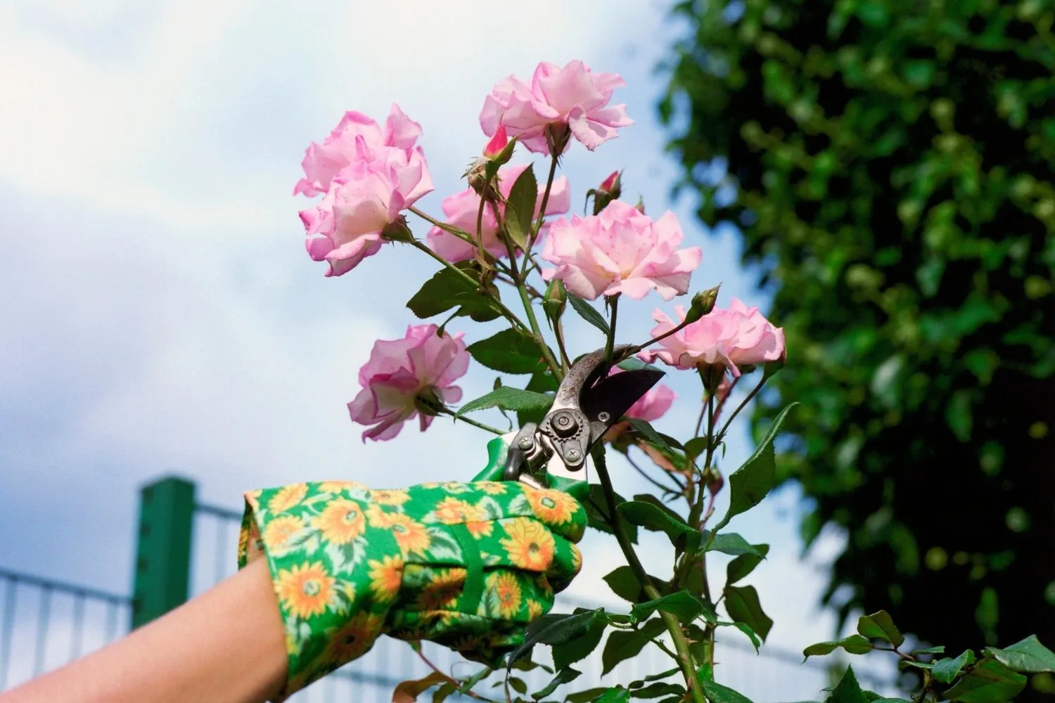 clipping roses