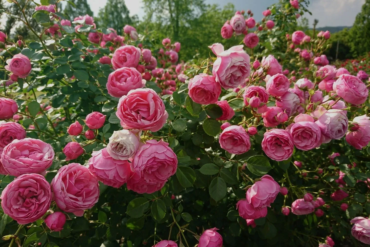 roses