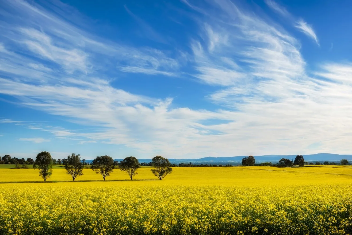 This small Aussie town has become an Instagram tourist attraction