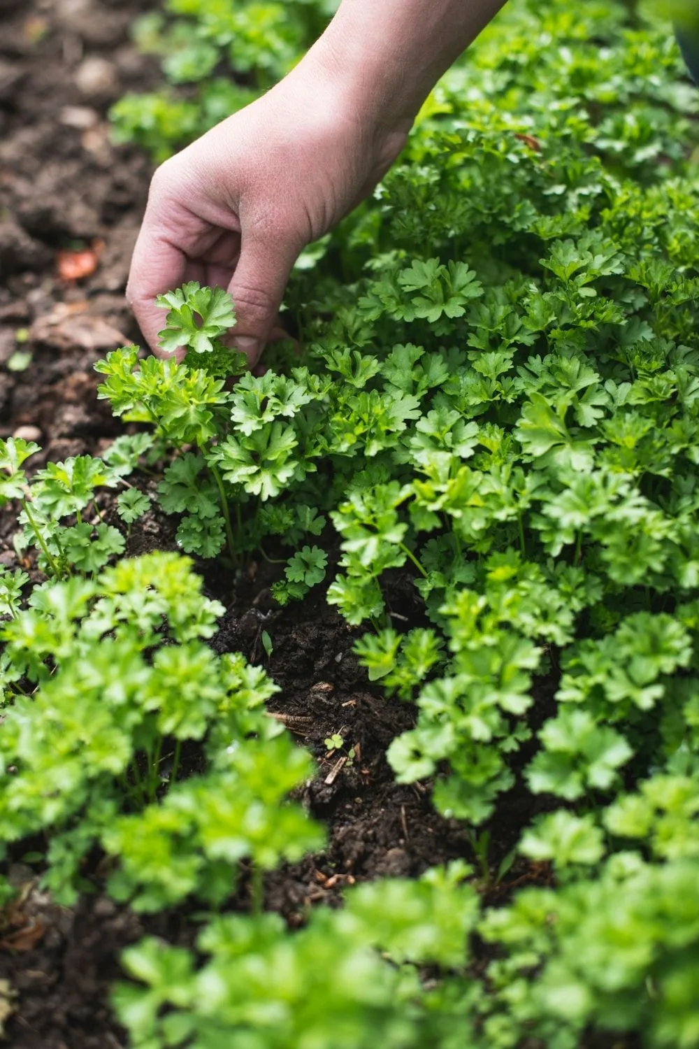 parsley