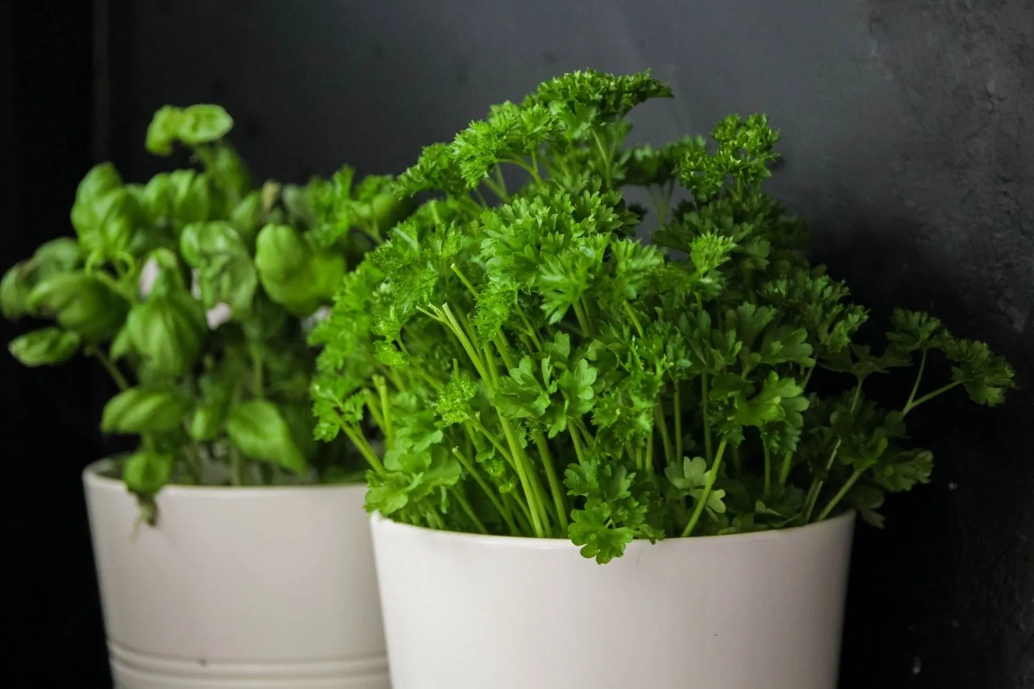 parsley in plant pot