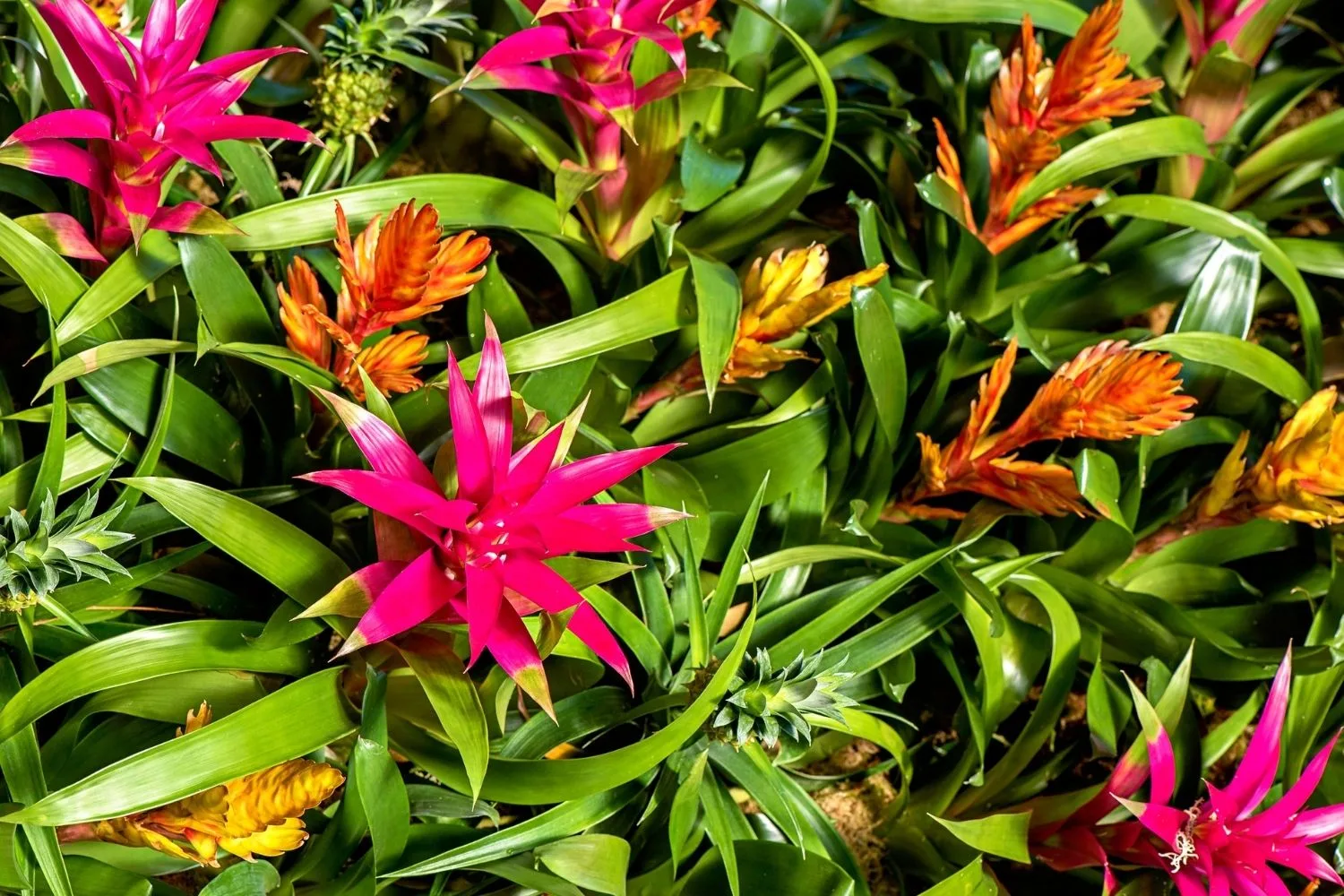 How to repot bromeliads