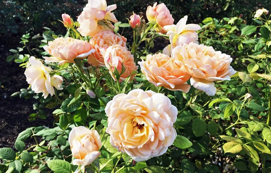 peach roses