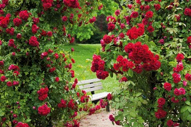 Why you should combine roses with other plants