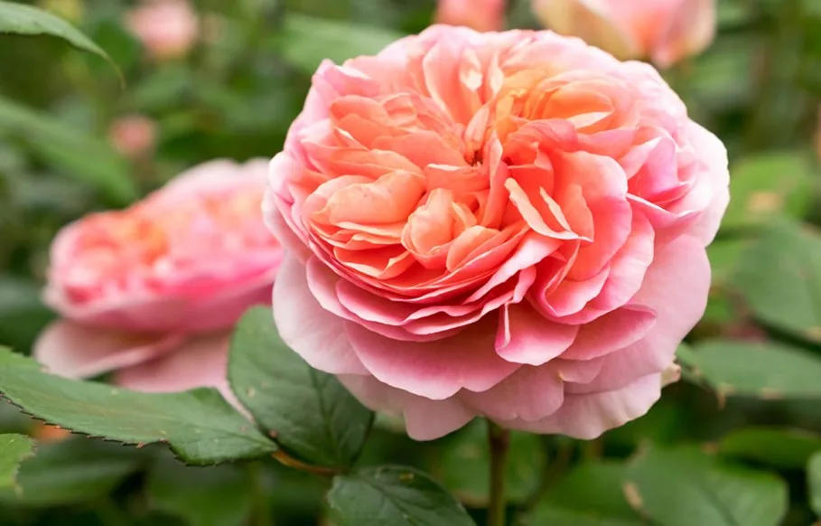 pink rose up close