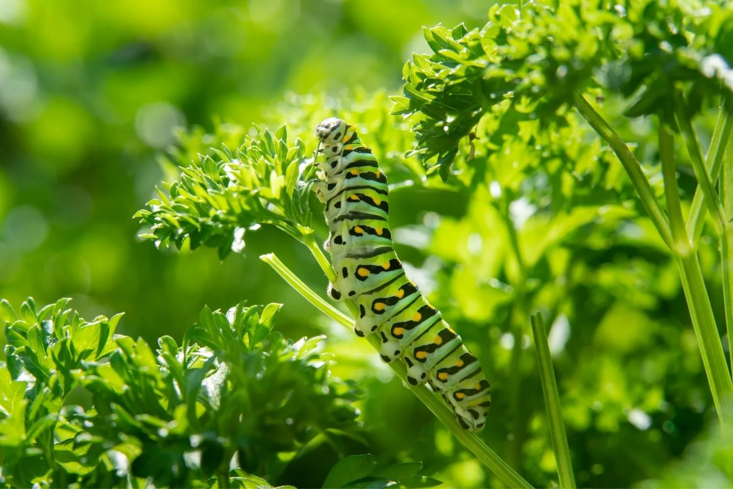 how to get rid of caterpillars