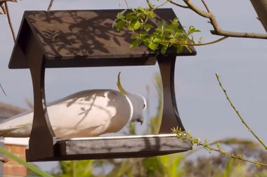 Adam builds a bird feeder