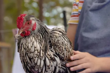 Dr Harry visits Estella’s chooks