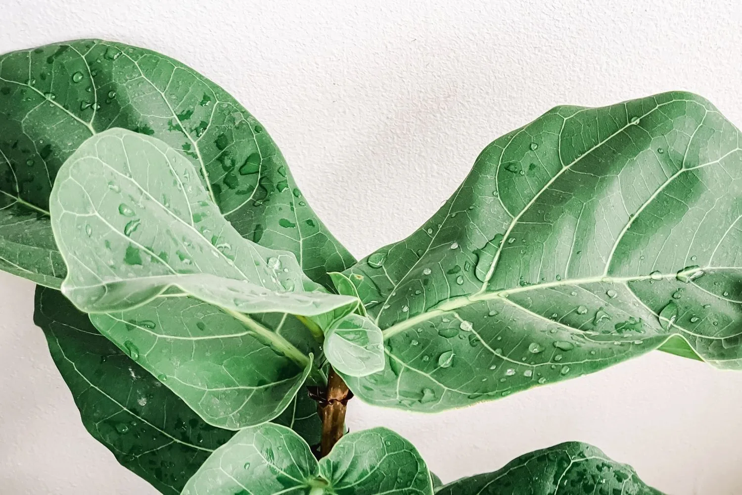 close up of fiddle tree leaf