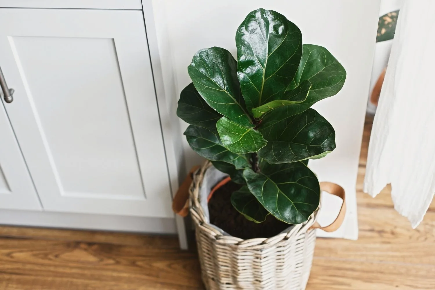 Fiddle Leaf Fig How to Care for Your Fiddle Leaf Fig Better Homes and Gardens