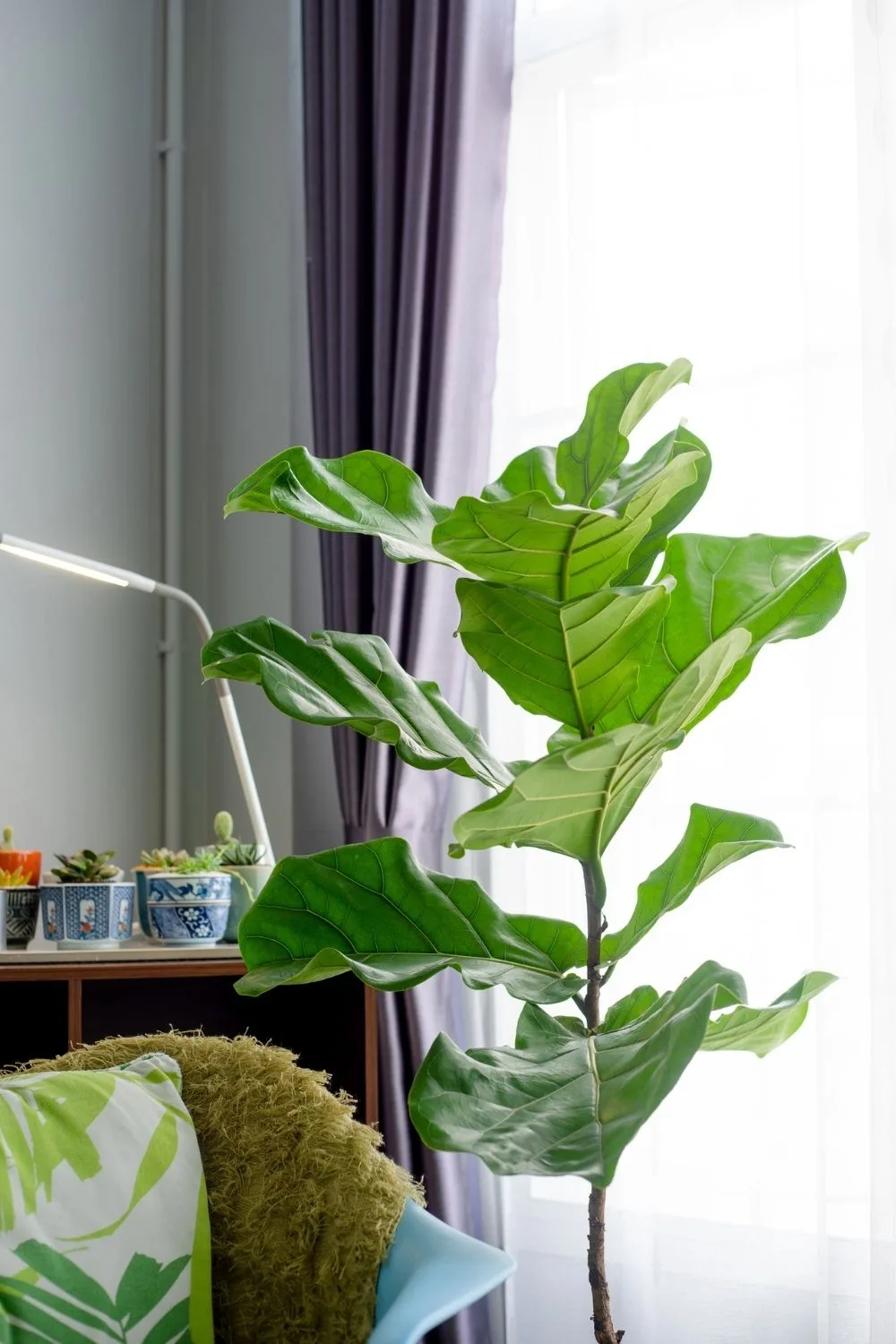 tall fiddle leaf fig in home