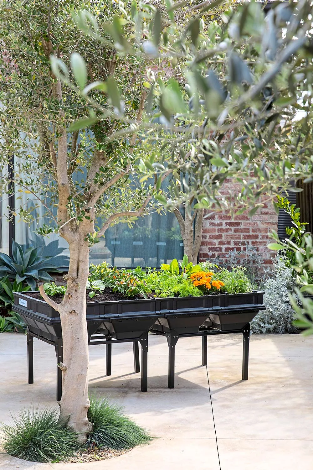 Chef's herb garden