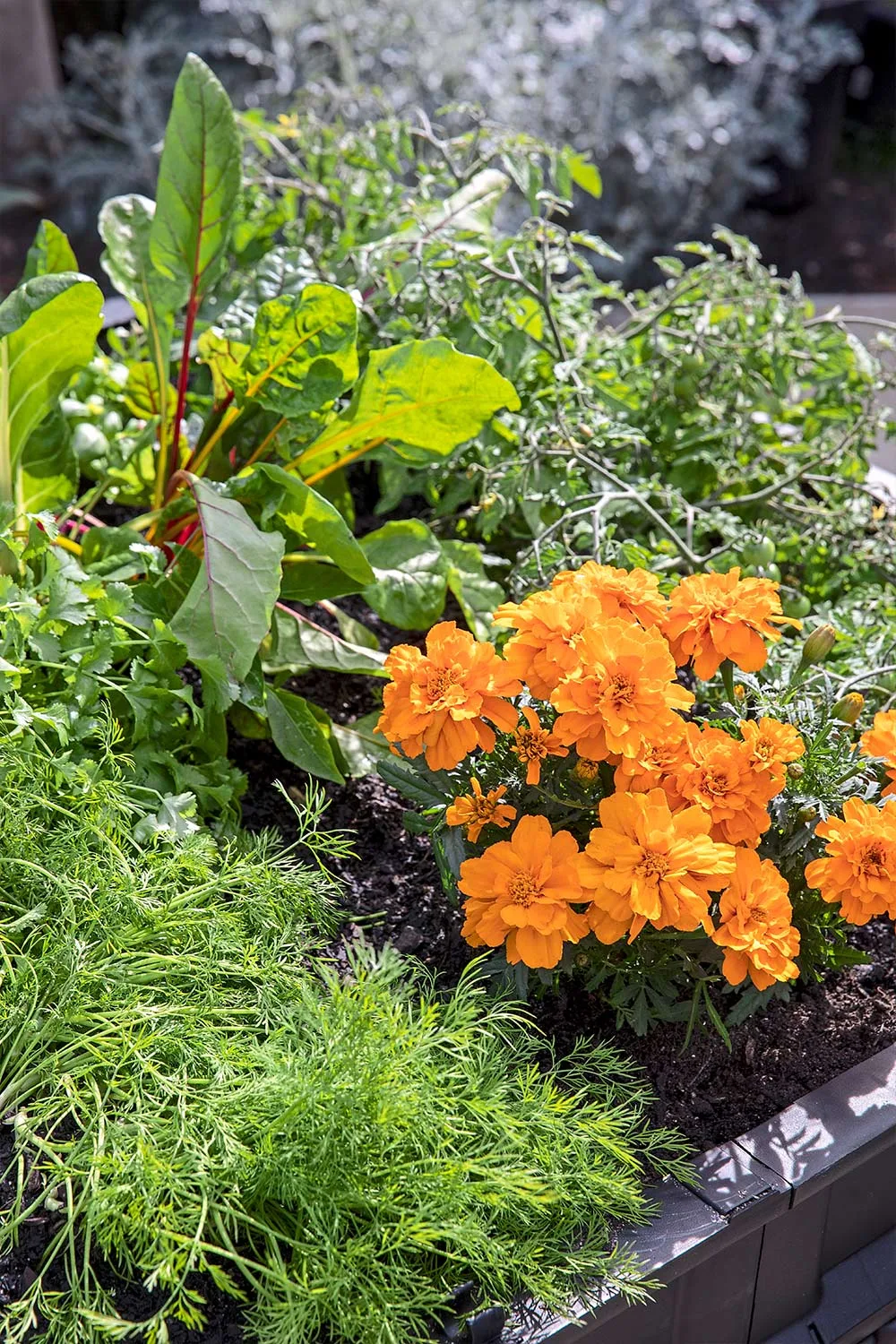 Chef's herb garden