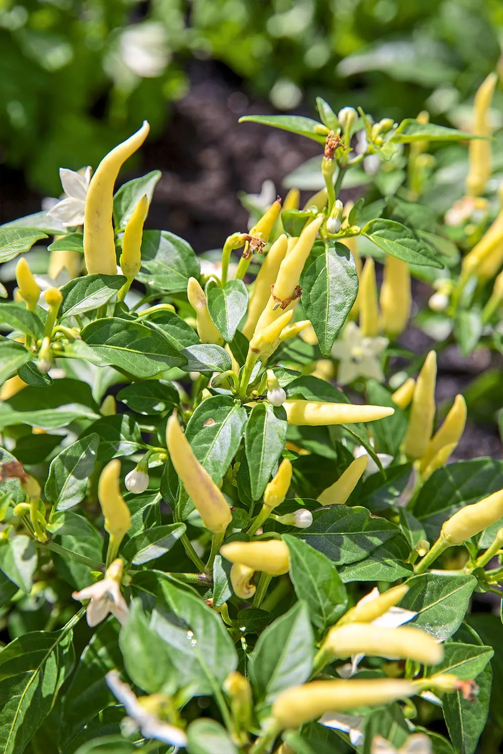Dwarf chilli