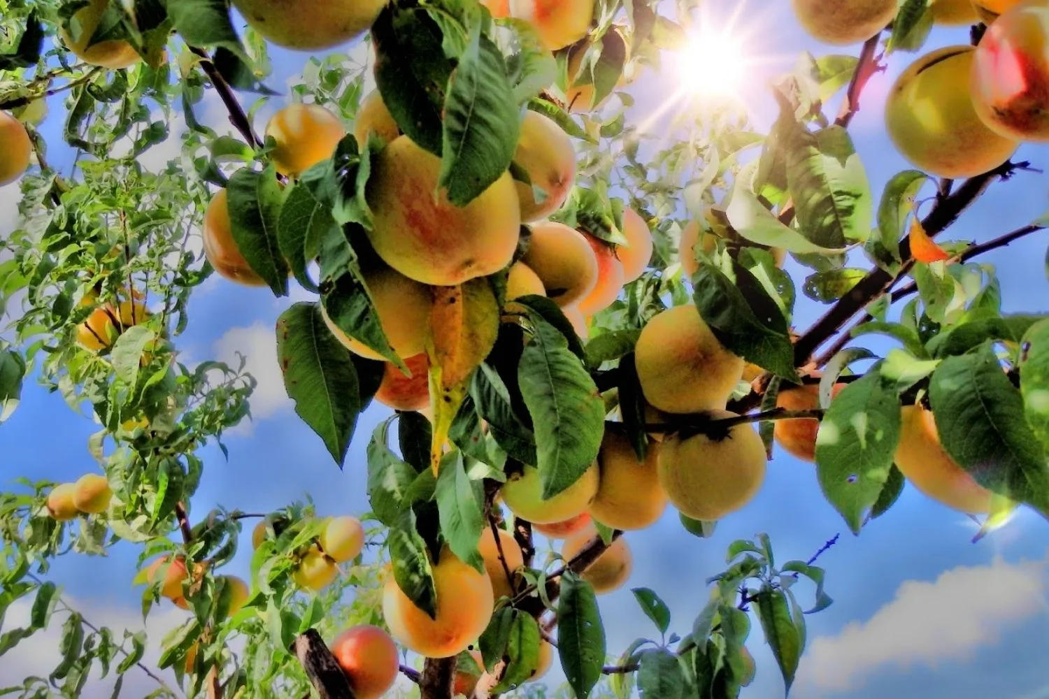 The amount of fruit you get from a mango tree can depend on the climate, weather conditions and other factors.