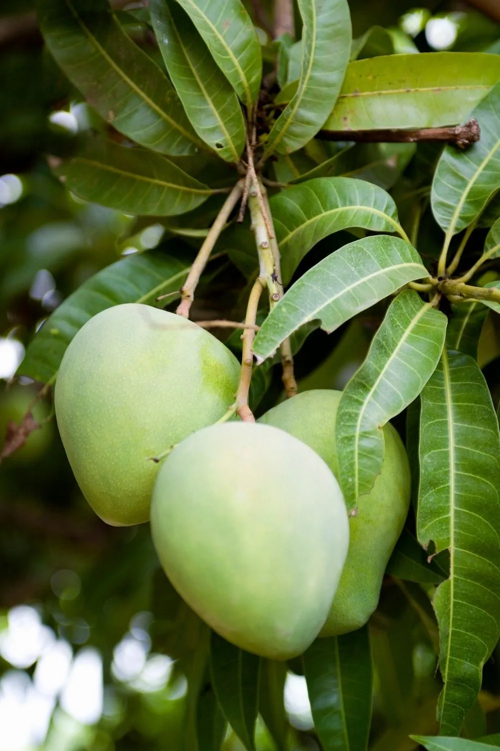 Mangoes are green before the fully ripen.