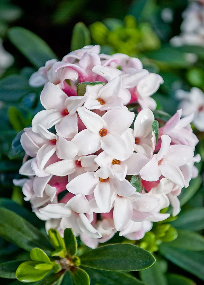 close up of winter daphne with white tiny flowers in a cluster