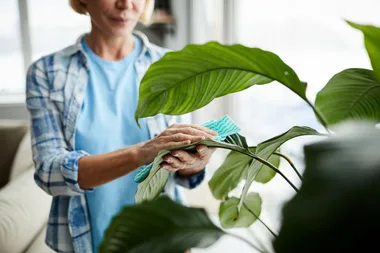 How to clean your houseplants