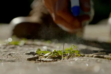 Charlie makes his own weed killer