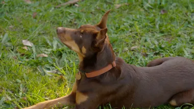 Dr Harry helps a kelpie that won’t drop the ball