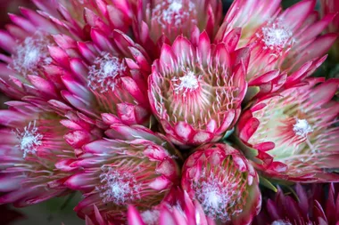 How to grow proteas
