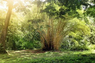 The best of clumping bamboo