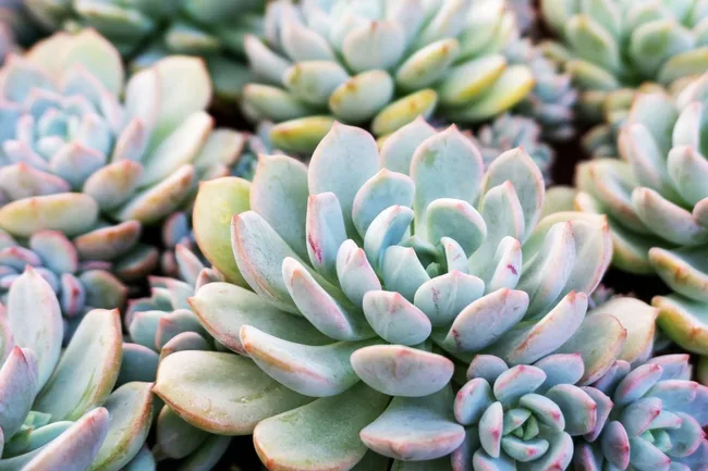 succulent close up
