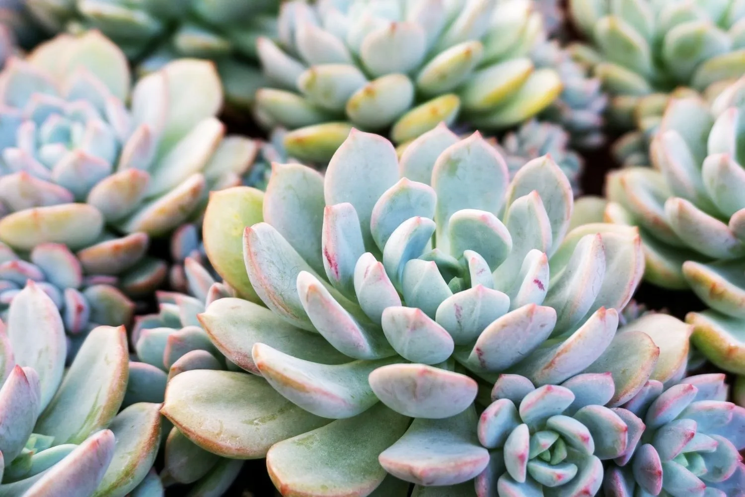 Succulents Examples Succulent Plants: 11 Types of Succulents