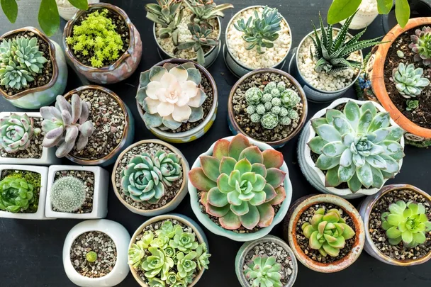 succulents