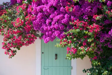 8 fast-growing climbing plants that turn a bare fence into a garden feature