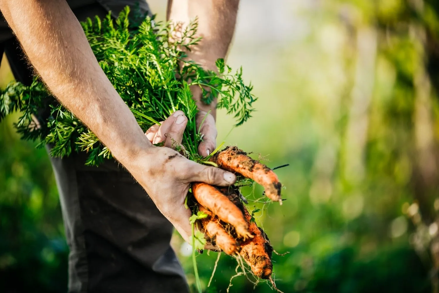 man holding carrots