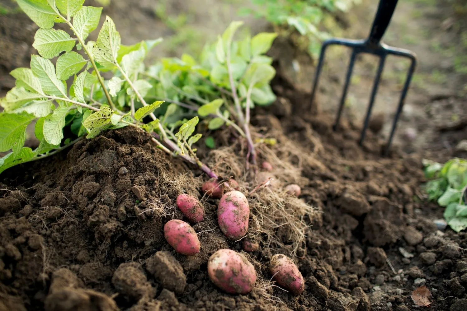 potatoes in soil