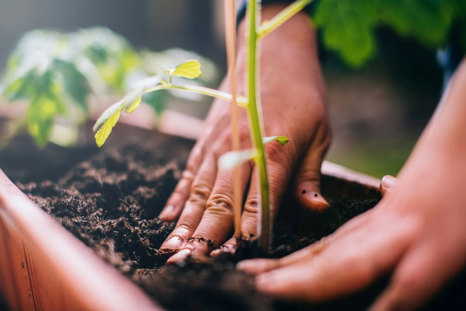 a woman planting a small green stem