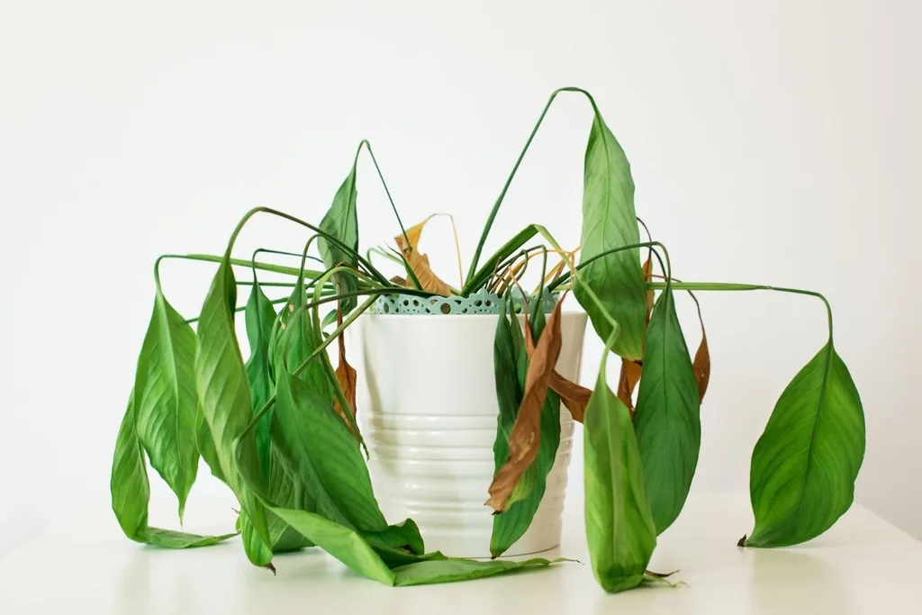 dying plant in pot