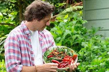 How to grow chillies