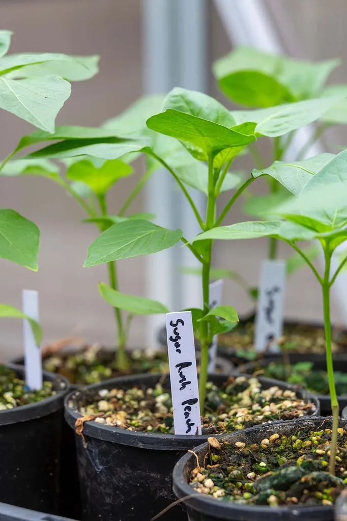 growing chilli in pot