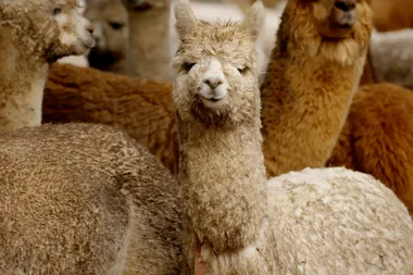 Dr Harry visits the alpacas of Storybook farm