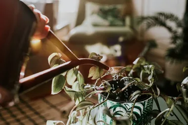 4 indoor plants that can soothe allergies