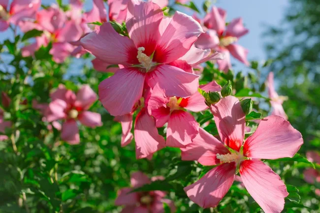 Hibiscus