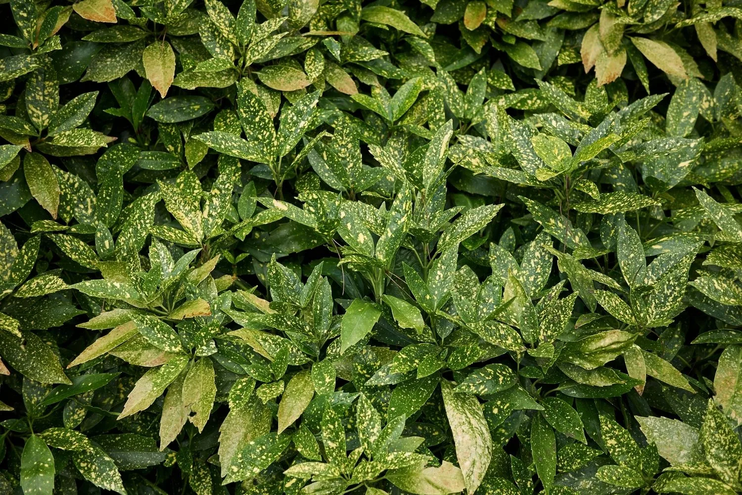 Aucuba japonica